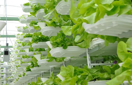 In Singapur wächst der Salat nicht im Beet, sondern im Wolkenkratzer. "Vertical Farming" nennt sich eine Zukunftstechnologie, die sich an die zunehmende Boden-Erosion anpasst und Pflanzen kurzerhand in Nährflüssigkeiten, Hydrokulturen oder eben vertikalen Beeten heranzüchtet. In städtischen Gebieten sollen so ganzjährig Früchte oder Gemüse erzeugt werden. Doch die Idee ist umstritten: Die Befürworter argumentieren, dass so auch in städtischen Gebieten der naturbelassene Ursprungszustand gehalten werden kann und sich gleichzeitig die Transportkosten zum Konsumenten drücken ließen. Kritiker monieren, dass Mehrkosten für die künstliche Beleuchtung und andere operative Arbeiten anfallen, die den Nutzeffekt durch die räumliche Nähe von Produktion und Konsum wieder nivellieren.