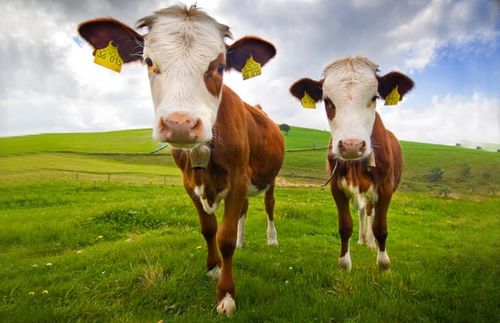 Der Pro-Kopf-Fleischkonsum stieg jahrzentelang, während die Preise im Vergleich zum Verdienst fallen. Aber woher nehmen wir das ganze Fleisch? Unter welchen Bedingungen leben und sterben die Tiere, die später auf unseren Tellern landen? Neben nachhaltigem Konsum wird auch jede Menge aus dem Ausland importiert oder in Massentierhaltung „herangezüchtet“. Und wer einmal die eine oder andere amerikanische Züchtung gesehen hat, die sich kaum mehr bewegen kann, stellt sich die Frage, ob es wirklich immer schneller und größer sein muss, oder ob man sich nicht hin zu einem bewussteren Genuss entwickeln sollte.