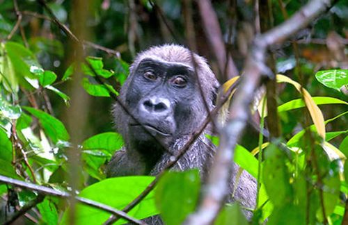 Im Regenwald Gabuns leben Waldelefanten, Flachlandgorillas, Mandrille und andere bedrohte Tierarten. Seit der westafrikanische Staat seine Wirtschaftspolitik unter das Motto „Grünes Gabun“ gestellt und 13 Nationalparks geschaffen hat, erholen sich die Bestände. Einige Bewohner müssen sich aktuell aber umstellen: Seit Mitte März stehen auch die Flachlandgorillas wegen der neuartigen Corona-Pandemie unter strenger Quarantäne. Sie sind für Übertragungen von Atemwegsinfektionen durch den Menschen besonders gefährdet, weil ihr Immunsystem evolutionär dafür nicht ausgerichtet ist.