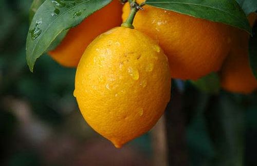 1970 wollte der US-Ökonom George Akerlof den Aufsatz "The Market for Lemons" veröffentlichen - mehrere führende Journals lehnten dankend ab, zu gewagt schienen seine Thesen. Drei Jahrzehnte später erhielt Akerlof dafür den Wirtschaftsnobelpreis.