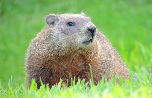 Alte Tradition, der Groundhog Day: Am 2. Februar 2014 sagt Murmeltier Phil in Punxsutawney (US-Staat Pennsylvania) voraus, dass die US-Amerikaner noch ein paar richtig kalte Tage haben werden, bevor es Frühling wird. Trost für alle Prognose-Fans: 2013 hat sich Phils Vorhersage auch schon als falsch erwiesen. 