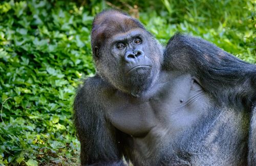 Manch einer fordert eine artgerechte Haltung: Doch woher weiß der Mensch, wie diese aussehen soll? An die 500 Gorillas leben in den Zoos dieser Welt - während knapp 100.000 noch in freier Wildbahn existieren. Deren Reviergröße beträgt 400 bis 3.200 Hektar. Eine Größe, die in Zoos nicht umsetzbar ist. Das Gorilla-Gehege in Nürnberg misst beispielsweise gerade einmal  0,2 Hektar.