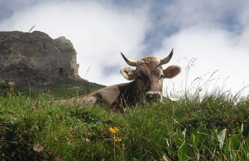 Was braucht ein Tier für ein "glückliches", tiergerechtes Leben, das seine "Rechte" nicht beschneidet? Genügend Freiraum, Fressen, medizinische Versorgung, Sicherheit?
Viele sehen das Idealbild der "Almkühe", die sich ungefähr ein Drittel des Jahres frei bewegen können. Allerdings können diese auch für Wanderer zur Gefahr werden - vor einigen Wochen wurde eine Frau von einer Herde tot getrampelt.