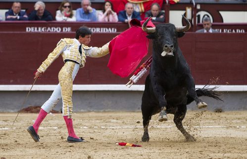 Von Tierschützern kritisiert, von anderen als Tradition und Kulturgut verteidigt: Der Stierkampf, bei dem ein Matador den Stier im dritten Teil des Kampfes erst mit einem Stoß in das Herz, dann in das Genick tötet. Jährlich sterben so - allein in Spanien - an die 40.000 Stiere, wobei für die sechs Stiere, die während eines Kampfes getötet werden, bis zu 150.000€ gezahlt werden. Der Matador erhält in großen Arenen pro Auftritt eine Gage von meist bis zu 100.000€.