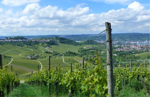 Am Fuße des Kappelbergs liegt das Städtchen Fellbach, das sich Pfefferle in seiner Masterarbeit genauer angesehen hat. Fast 50.000 Menschen leben hier in der Nähe zur Landeshauptstadt Stuttgart. Mit Strom versorgt werden sie von den Stadtwerken Fellbach. 65 Mitarbeiter sorgen dafür, dass Strom, Erdgas, Trinkwasser und Fernwärme in die städtischen Haushalte fließen. Damit das auch wirklich klappt, ist die GmbH fest im städtischen Besitz: Anteilseigner der Stadtwerke sind die Stadt Fellbach mit 87,99 Prozent und die EnBW AG mit 12,01 Prozent. Und damit auch mit der Unternehmensführung alles glatt geht, gab sich die Stadt 2015 einen eigenen Public Corporate Governance Kodex.