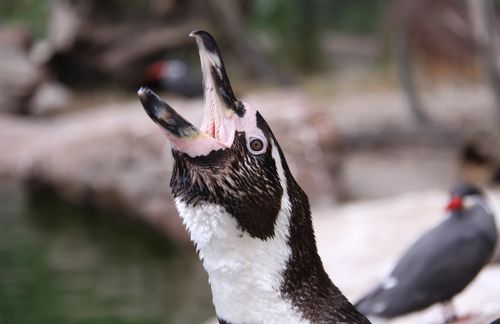 Der Humboldtpinguin gehört in vielen Zoos weltweit zum Standardrepertoire. Mit drei weiteren Arten gehört er zur Gattung der Brillenpinguine, lebt an den Pazifikküsten in Peru und Nordchile und auf den dort vorgelagerten Inseln entlang einer 4.500 km langen Küstenlinie zwischen dem 5. und 42. südlichen Breitengrad. 1834 wurde er von Franz Julius Ferdinand Meyen erstmals wissenschaftlich beschrieben. Meyen benannte den Pinguin eigenen Angaben zufolge nach dessen erstem Entdecker Alexander von Humboldt, welcher diese Art bereits während seiner Amerikareise 1799 bis 1804 in der Gegend um Callao im heutigen Peru beobachtet haben soll.