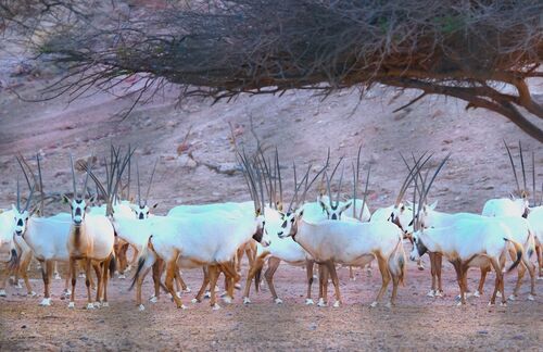 Diese Tiere sind echte Überlebenskünstler: Als kleinste aller Oryx-Arten haben Arabische Oryx eine Schulterhöhe von etwa 80 Zentimetern bis zu einem Meter und wiegen bis zu 70 Kilogramm. Das Fell ist größtenteils sehr hell, beinahe weiß. Die Beine und die Unterseite sind gelb bis braun. Die Antilopen haben eine dunkelbraun-weiße Gesichtsmaske. Beide Geschlechter haben sehr lange, nicht oder nur leicht gekrümmte Hörner – mit bis zu 70 Zentimetern Länge. Ganz besonders ist allerdings die Lebensweise: Denn die Arabische Oryx ist perfekt an das Leben in der Wüste angepasst. Die reflektierende Farbe des Fells schützt sie vor der Hitze. Bei Wassermangel und hohen Temperaturen können die Arabischen Oryx ihre Körpertemperatur bis zu 46,5 Grad erhöhen, in der Nacht sinkt sie unter 36 Grad. Dadurch wird der Wasserbedarf klein gehalten.