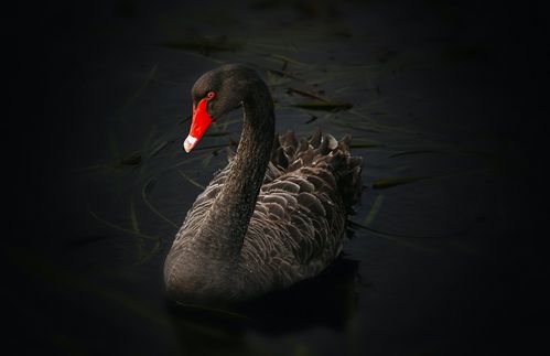 Kam jener viel beschworene „Schwarze Schwan“ der Wissenschaftstheorie, der für die Negation scheinbar offensichtlicher All-Sätze („Alle Schwäne sind weiß“), also für das Eintreten völlig unerwarteter Ereignisse steht, diesmal in Gestalt eines Weißstorchs, dem Maskottchentier der Kieler „Störche“? Am 13. Januar 2021 verlor jedenfalls der letztjährige Triple-Sieger Bayern München, nach einem sehr glücklichen Ausgleichstor in der Nachspielzeit, im Elfmeterschießen gegen „Holstein Kiel“, und ist daher seit mehr als 20 Jahren das erste Mal im Achtelfinale nicht mehr dabei.