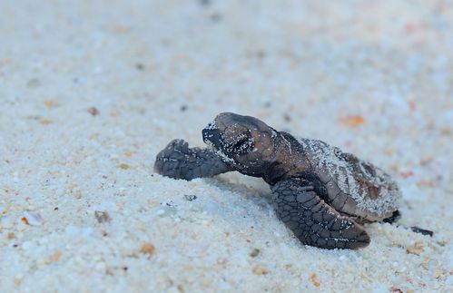 Auf dem Weg zu etwas ganz Großem: Nirgendwo auf der Welt gibt es so viele Riesenschildkröten wie auf den Seychellen – rund 150.000 Stück sollen es sein. Männliche Seychellen-Schildkröten werden in freier Wildbahn 100 bis 120 Zentimeter lang, manche Exemplare sogar bis zu 150 Zentimeter. Die Riesenschildkröten können bis zu 200 Jahre alt werden. Damit gehören sie zu den Tieren mit der höchsten Lebenserwartung. Es ist bekannt, dass die Königin von Tonga im Jahr 1777 eine ausgewachsene Seychellen-Riesenschildkröte als Geschenk erhielt. Dieses Tier lebte dort bis 1966, also etwa 189 Jahre lang. Die tagaktiven Tiere sind sehr langsam. Sie laufen mit einer maximalen Geschwindigkeit von einem Kilometer pro Stunde umher und verbringen viel Zeit mit dem Fressen von Gras und anderen Pflanzen. Weil sie ihre Körpertemperatur nicht regulieren können, ziehen sie sich in der Mittagshitze an schattige Plätze zurück, damit ihr Körper nicht überhitzt.