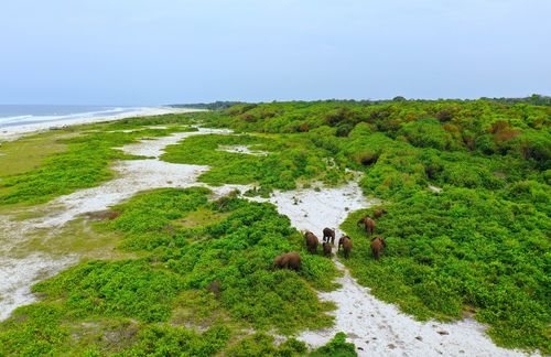 Das zentralafrikanische Kongobecken mit seinen artenreichen Ökosystemen stellt das zweitgrößte Regenwaldvorkommen der Erde. Mit 168 Millionen Hektar entspricht es etwa einem Drittel des Amazonas-Regenwaldes mit 526 Millionen Hektar. Dieser Anteil Afrikas am äquatorialen Regenwaldgürtel ist entscheidend für die regionalen Regenfälle bis in die Sahelzone. Schon jetzt beklagen die meisten afrikanischen Staaten unregelmäßige und kürzere Regenzeiten. In den verbliebenen tropischen Regenwäldern Amazoniens und denen des zentralafrikanischen Kongobeckens entscheidet sich das Schicksal des Planeten. Der Weltklimarat benennt seit gut zwei Jahrzehnten jene Kipppunkte, deren unumkehrbare Folgen für das Weltklima zu unkontrollierbaren Kettenreaktionen führen würden. Die weitere Zerstörung dieser beiden tropischen Regenwaldsysteme gehört dazu.