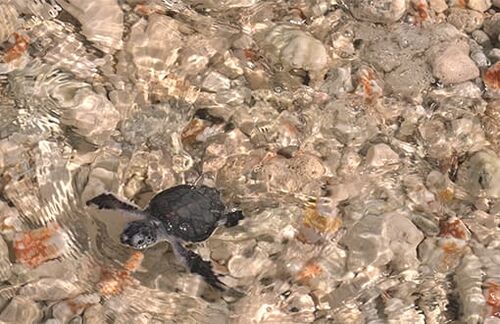Wenn die ersten Schritte im Leben einer Schildkröte geglückt sind: eine kürzlich geschlüpfte Grüne Meeresschildkröte im Indischen Ozean.