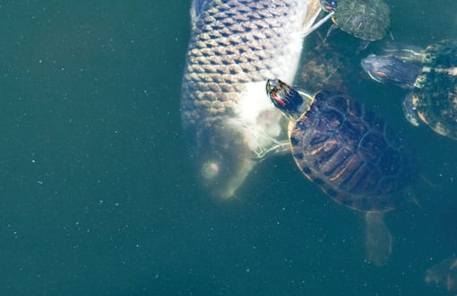Schon wieder Ressourcen verschwendet: Schildkröten verspeisen einen toten Fisch.